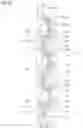 Fig. 12 - MIXING SEGMENT, STATIC MIXER, DISPENSING ASSEMBLY AND METHOD OF MIXING MULTI-COMPONENT MATERIAL