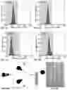 Fig. 08 - Microfluidic systems and methods for lipoplex-mediated cell transfection