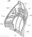 Fig. 01 - Seat back frame for vehicle and manufacturing method thereof