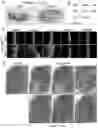 Fig. 59 - Kinase inhibitor compounds, compositions, and methods of treating cancer