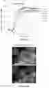 Fig. 14 - Macrocyclic compounds and uses thereof