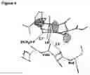 Fig. 06 - Proteasome inhibitors