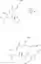 Fig. 489 - METHODS OF MAKING STREPTOGRAMIN COMPOSITIONS AND THE USE THEREOF
