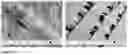 Fig. 07 - Method for producing a condensed adhesive phase of silk fusion proteins