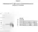 Fig. 06 - Modification and Compositions of Human Secretoglobin Proteins
