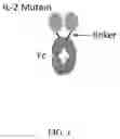 Fig. 02 - IL-2 muteins and uses thereof