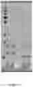 Fig. 02 - Recombinant elastin and production thereof