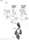 Fig. 02 - Tumor-selective CTLA-4 antagonists