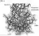 Fig. 06 - Tumor-selective CTLA-4 antagonists