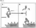 Fig. 07 - Tumor-selective CTLA-4 antagonists