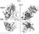 Fig. 07 - THYMIC STROMAL LYMPHOPOIETIN (TSLP)-BINDING MOLECULES AND METHODS OF USING THE MOLECULES