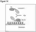 Fig. 02 - Techniques for predicting, detecting and reducing aspecific protein interference in assays involving immunoglobulin single variable domains