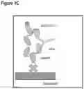 Fig. 04 - Techniques for predicting, detecting and reducing aspecific protein interference in assays involving immunoglobulin single variable domains