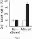 Fig. 06 - Cancer stem cell-specific molecule