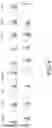 Fig. 07 - Cancer stem cell-specific molecule