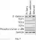 Fig. 08 - Cancer stem cell-specific molecule
