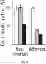 Fig. 09 - Cancer stem cell-specific molecule
