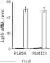 Fig. 28 - Cancer stem cell-specific molecule