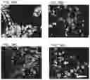 Fig. 40 - Cancer stem cell-specific molecule