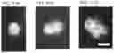 Fig. 42 - Cancer stem cell-specific molecule