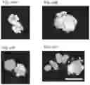 Fig. 43 - Cancer stem cell-specific molecule