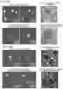 Fig. 44 - Cancer stem cell-specific molecule