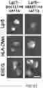 Fig. 53 - Cancer stem cell-specific molecule