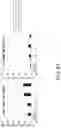 Fig. 63 - Cancer stem cell-specific molecule