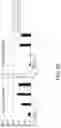 Fig. 64 - Cancer stem cell-specific molecule