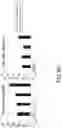 Fig. 71 - Cancer stem cell-specific molecule