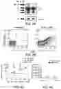 Fig. 07 - Methods of treatments using antigen-binding proteins targeting CD56