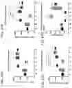 Fig. 59 - COMBINATION THERAPY WITH TARGETED 4-1BB (CD137) AGONISTS