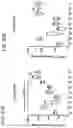 Fig. 63 - COMBINATION THERAPY WITH TARGETED 4-1BB (CD137) AGONISTS