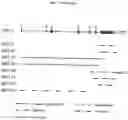 Fig. 23 - METHODS FOR TREATING LYMPHOMAS