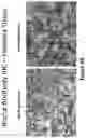 Fig. 03 - Peptides for molecular detection of PD-L1