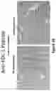 Fig. 04 - Peptides for molecular detection of PD-L1