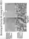 Fig. 05 - Peptides for molecular detection of PD-L1