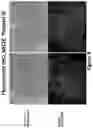 Fig. 07 - Peptides for molecular detection of PD-L1
