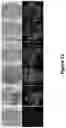 Fig. 25 - Peptides for molecular detection of PD-L1