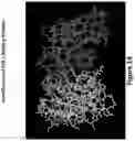 Fig. 28 - Peptides for molecular detection of PD-L1