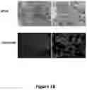 Fig. 30 - Peptides for molecular detection of PD-L1