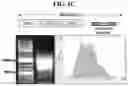 Fig. 03 - NOVEL CHIMERIC ANTIGEN RECEPTORS AND LIBRARIES