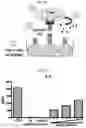 Fig. 05 - ANTIBODIES AND METHODS OF USE THEREOF