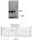 Fig. 16 - ANTIBODIES AND METHODS OF USE THEREOF