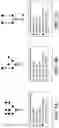 Fig. 02 - GALACTOENGINEERED IMMUNOGLOBULIN 1 ANTIBODIES