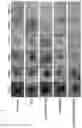 Fig. 11 - Visible light-curable water-soluble chitosan derivative, chitosan hydrogel, and preparation method therefor