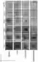 Fig. 13 - Visible light-curable water-soluble chitosan derivative, chitosan hydrogel, and preparation method therefor