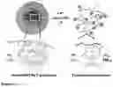 Fig. 03 - NOVEL BLOCK COPOLYMER AND MICELLE COMPOSITIONS AND METHODS OF USE THEREOF