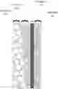 Fig. 01 - Reduced density thermoplastics