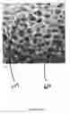 Fig. 09 - Mechanical reticulation of polymeric-based closed cell foams